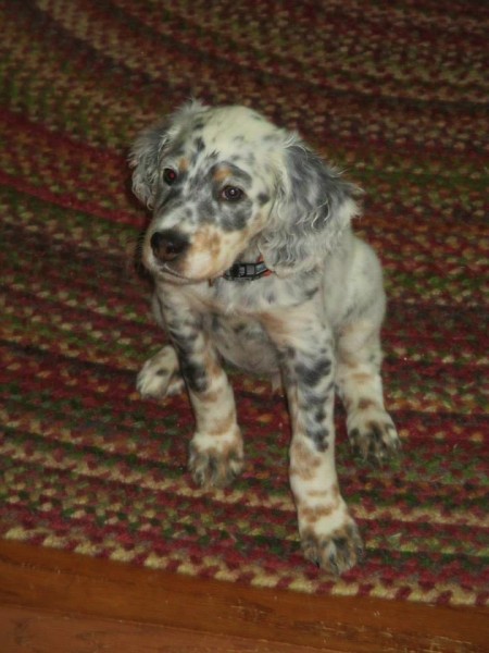sophiepuppy1.jpg