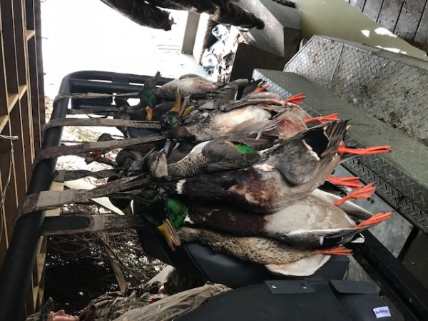 A mess of ducks Arkansas
