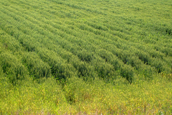 Wheat