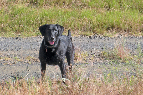 Female Lab