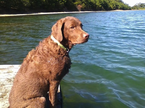 Otis.jpg