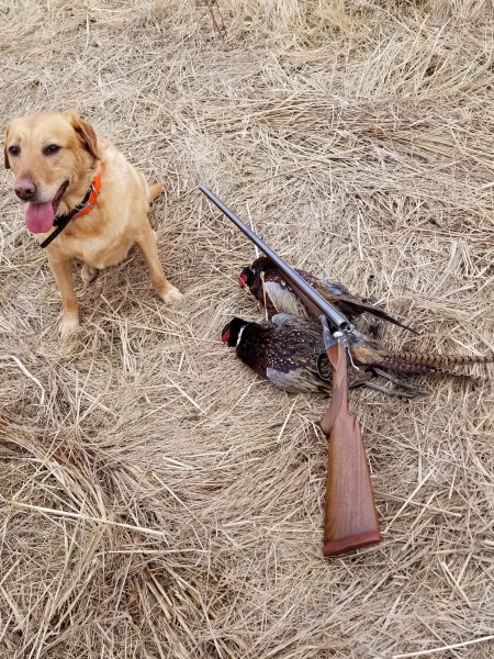 fox red and roosters.jpg