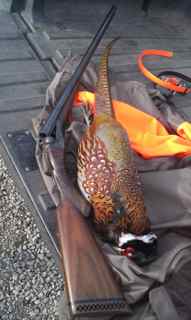 first pheasant with Fox 2012_small.jpg