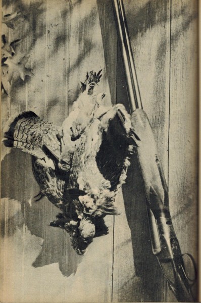 From Larry Kohler Book of Guns 1955.jpeg