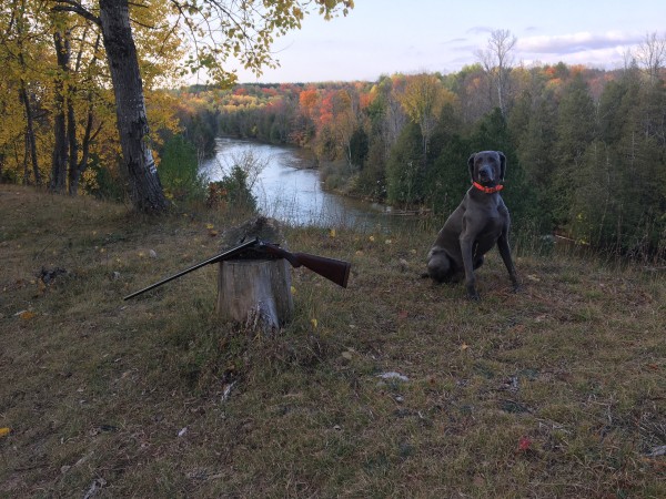 Amazing weekend grouse hunting in Northern Michigan