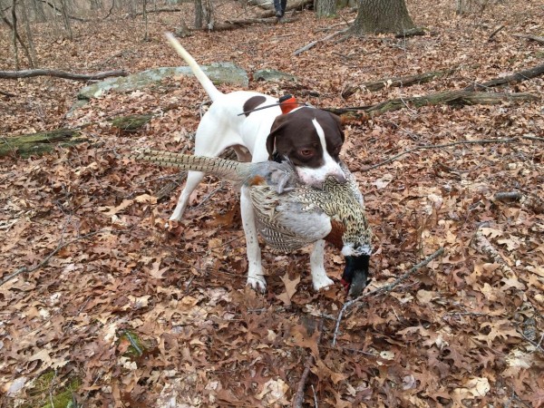 Brians first Pheasant and Mile the Dog.jpg