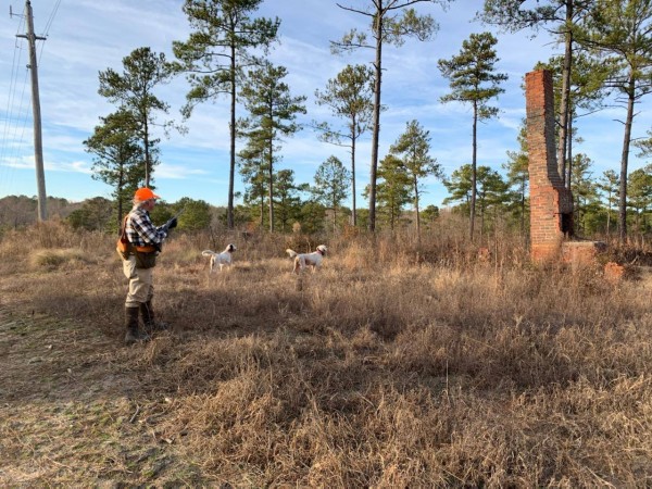 Quail hunting with 1927 Fox 20g Sterlingworth