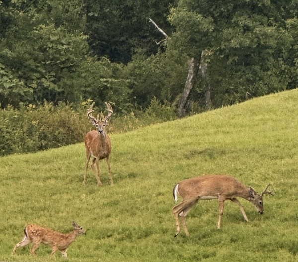 Buck 12.jpg