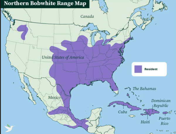 Northern Bobwhite Quail Range Map.png